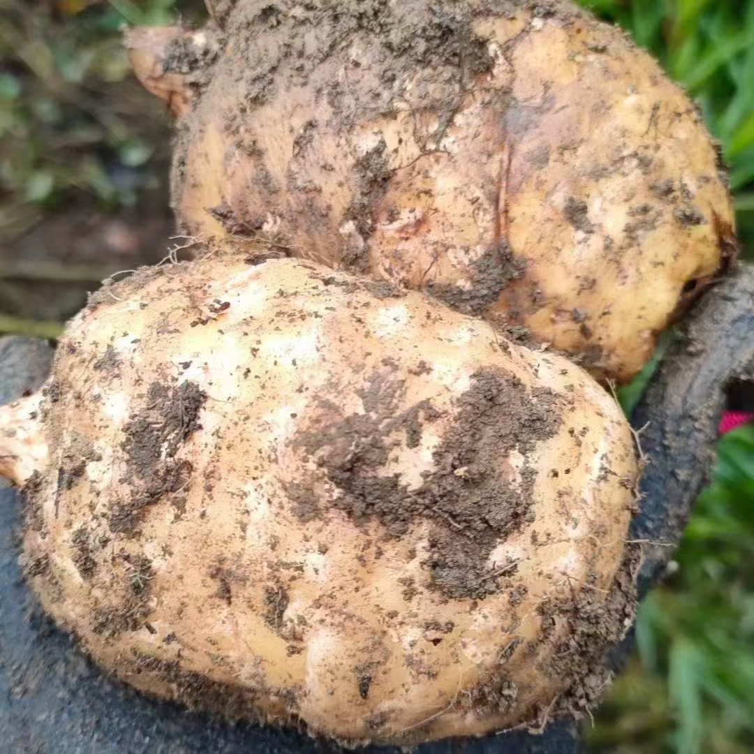 來(lái)自云南省昭通市彝良縣小草壩香甜軟糯好吃的烏天麻 ，林下種植