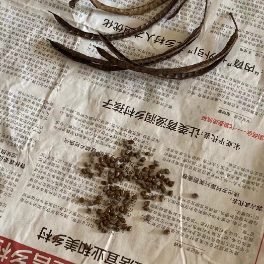 大荔县决明子