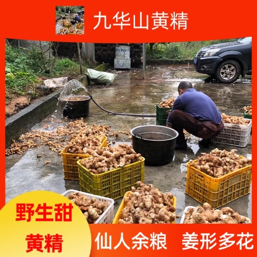 苏州九华山甜黄精鲜货一手货源‼️ 仙人余粮