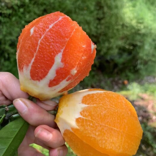 秭归县脐橙纽荷尔脐橙 九月红果冻橙 长虹脐橙产地大量上市 货源充足