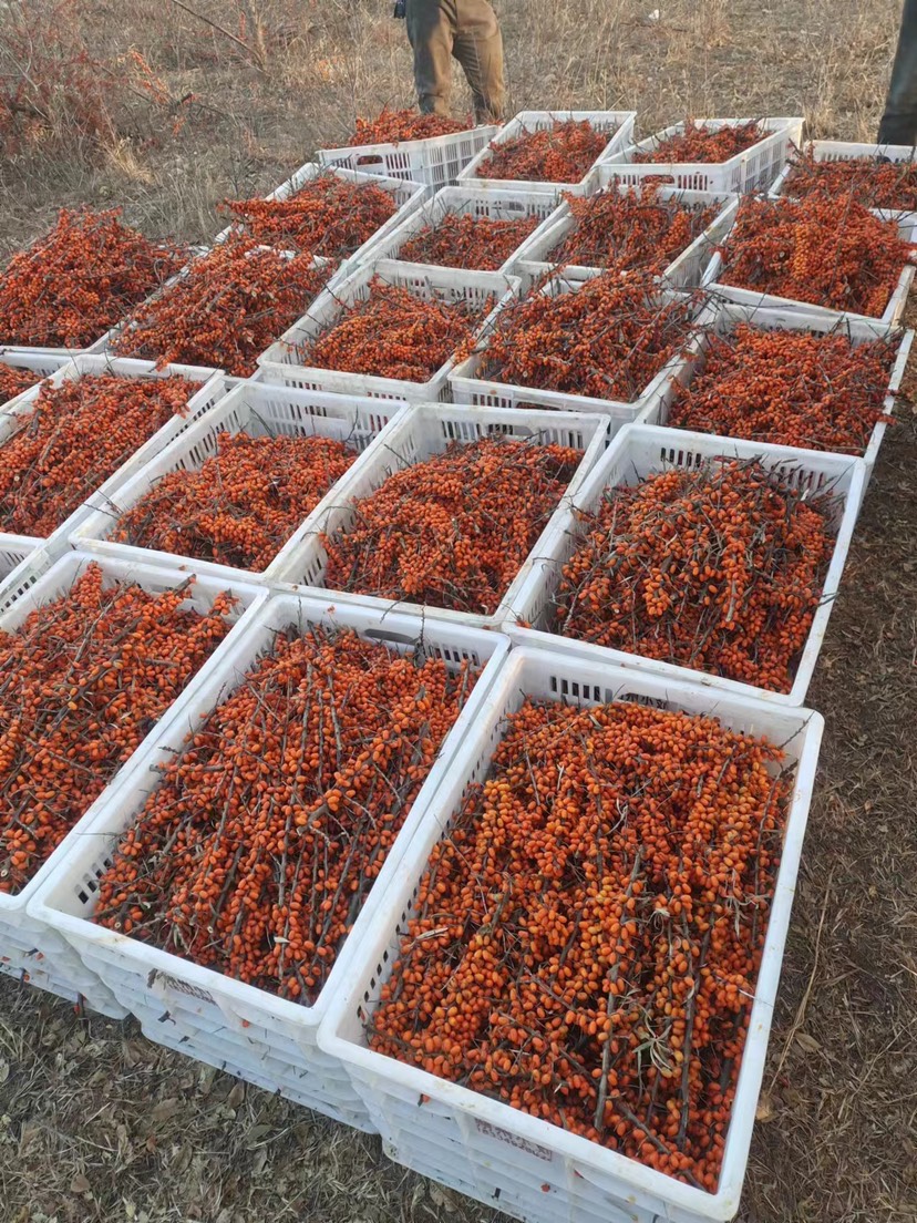 葫芦岛野生沙棘果大量有货