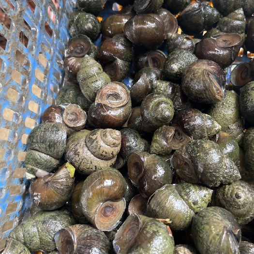 监利市湖北厚壳田螺