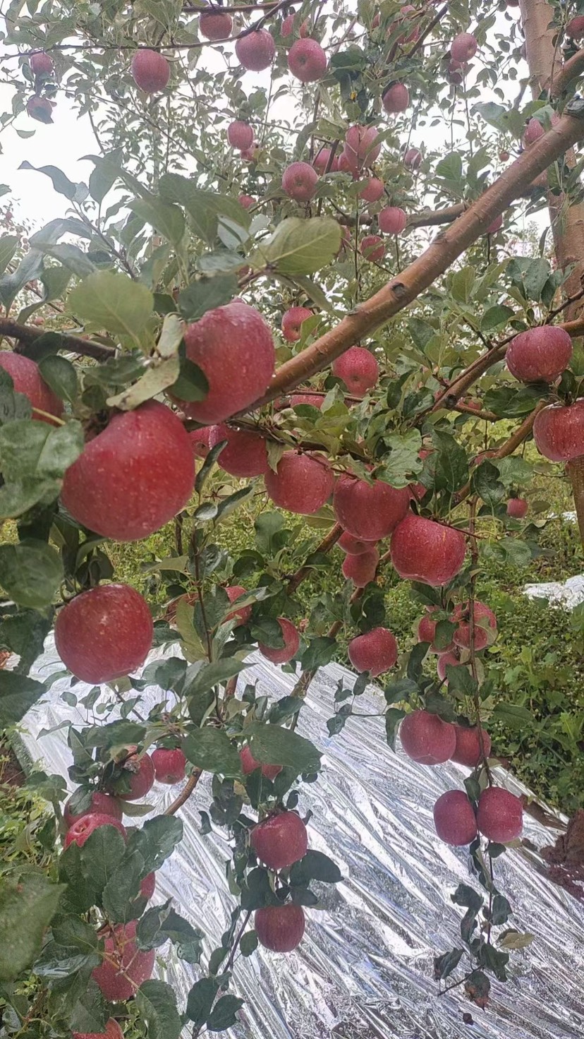 盐源糖心丑苹果