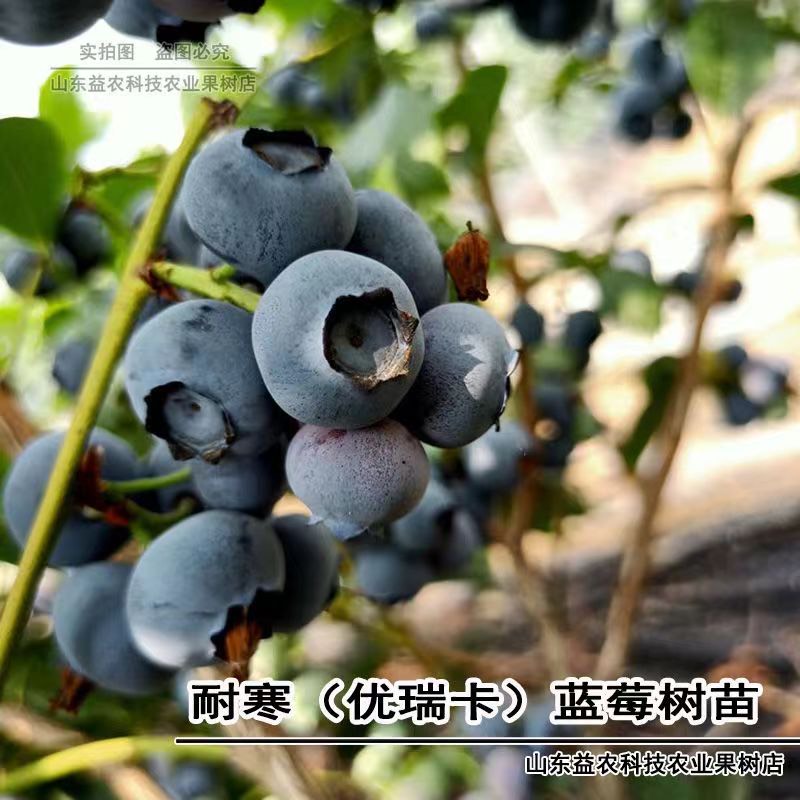 淄博优瑞卡早熟蓝莓苗保品种保结果保成活南北方种植