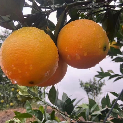 赣南脐橙