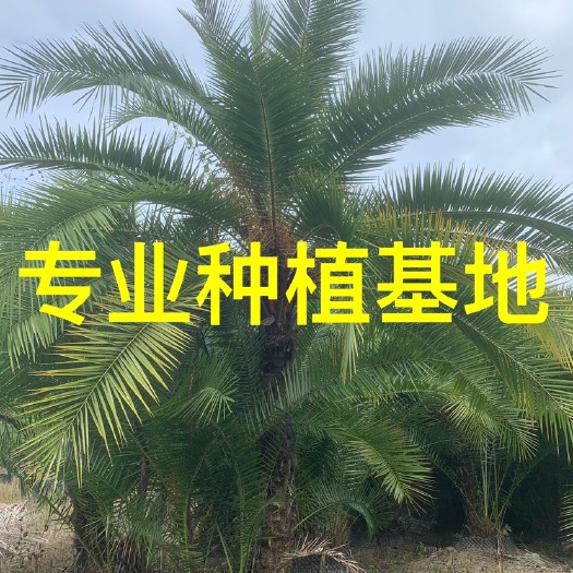 漳州福建伊拉克蜜枣树基地 酒店景观树伊拉克蜜枣树批发 棕榈树