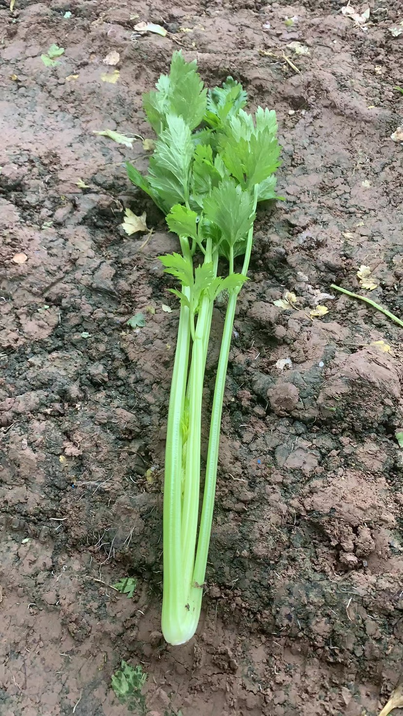 芹菜，万亩基地，市场货，电商货，全部都是批发价