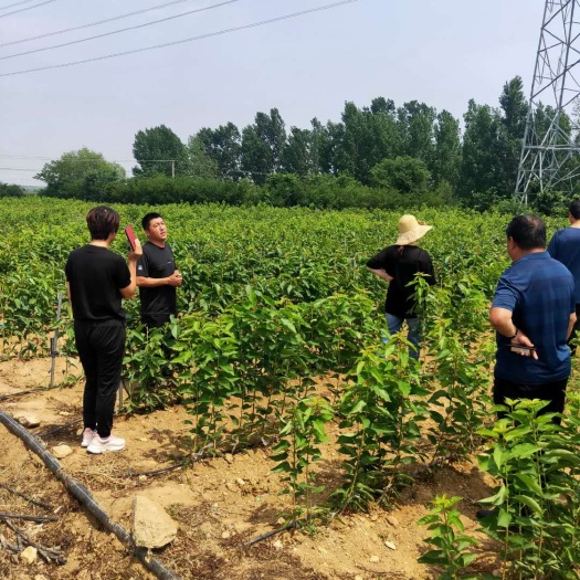 泰安俄罗斯八号大樱桃树苗，三年结果五年丰产，矮化吉塞拉砧木嫁接