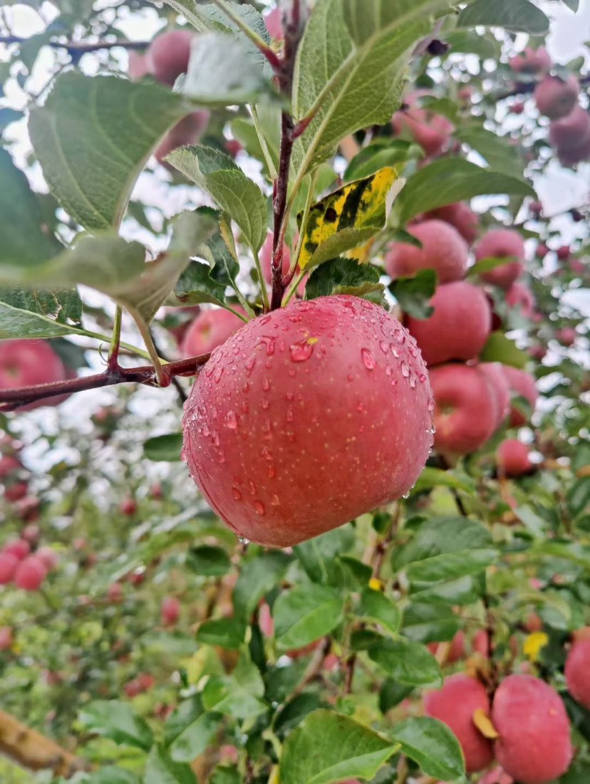 盐源糖心丑苹果