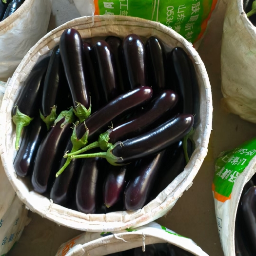 寿光市【寿光765长茄】绿把茄子，黑茄高温棚种植，周期长，质量稳定