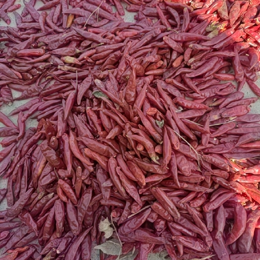 鄢陵县三樱椒（朝天椒）大量出售价格优惠