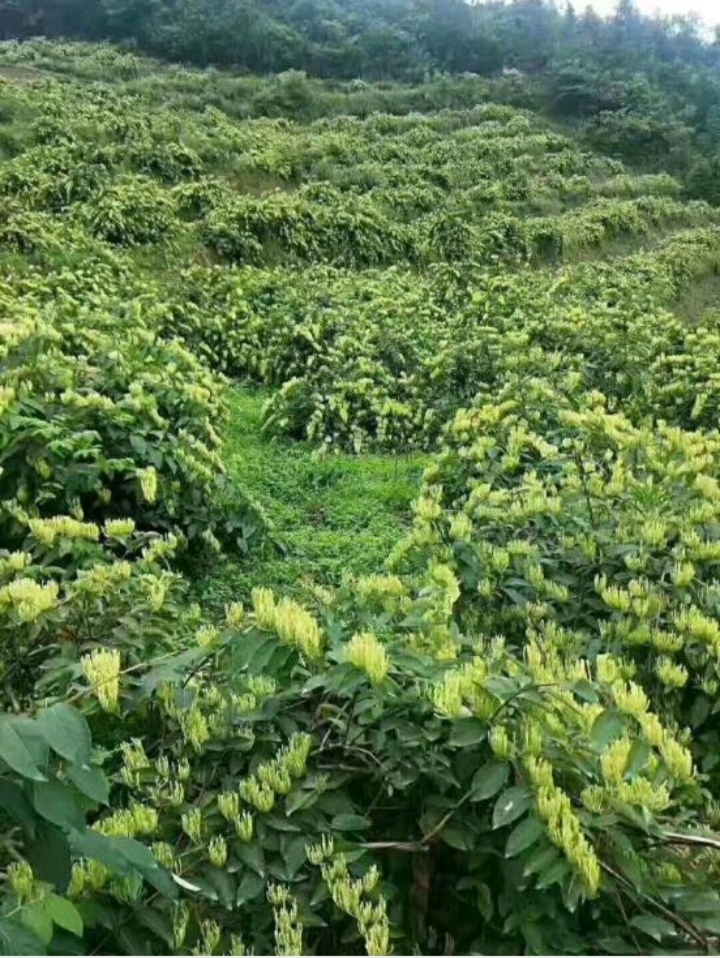 湘蕾5号金银花苗，湘银花苗，金银花嫁接苗，金银花扦插苗