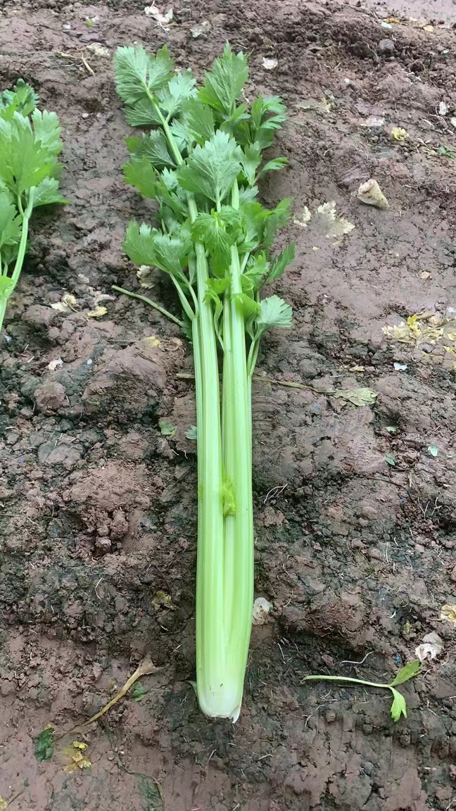 芹菜，万亩基地，市场货，电商货，全部都是批发价