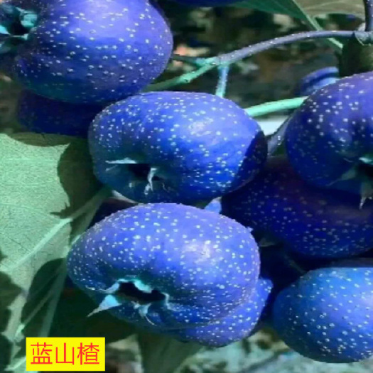 泰安蓝果山楂苗新品种，1-2年蓝蜜山楂树苗基地
