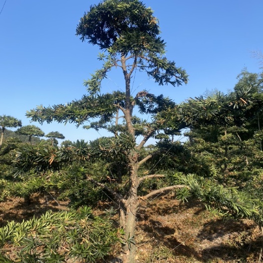 宁波造型小叶罗汉松 雀舌