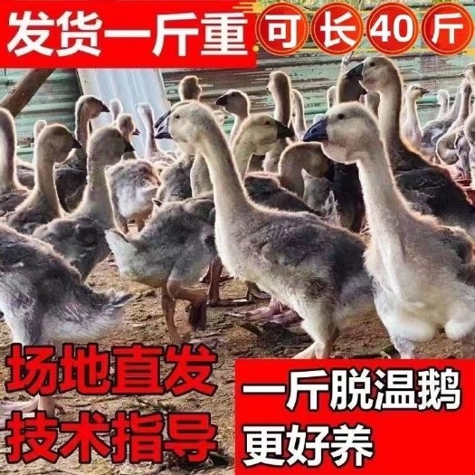 邳州市狮头鹅特大种 脱温鹅苗 郎德鹅 疫苗齐全 死亡包赔