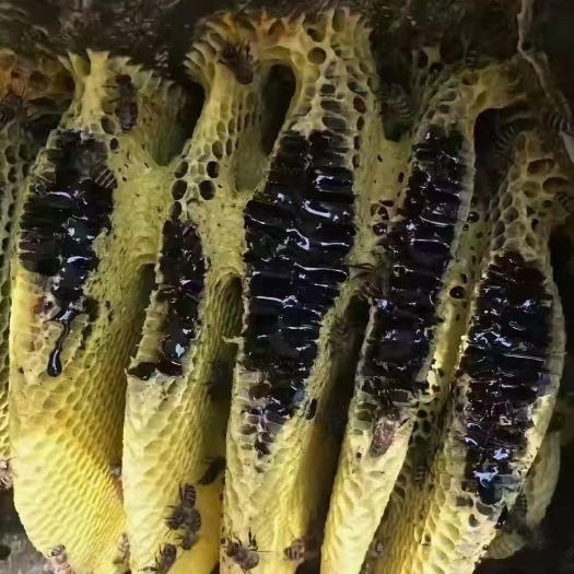 瑞丽市野生黑蜂蜜