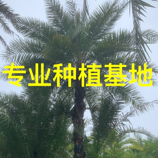 漳州云南伊拉克蜜枣树批发 棕榈树伊拉克蜜枣供应 伊拉克蜜枣树价格