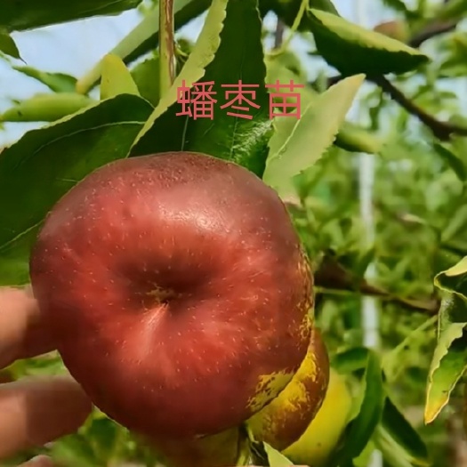 淮南蟠枣苗:大果型，高含糖，酥脆