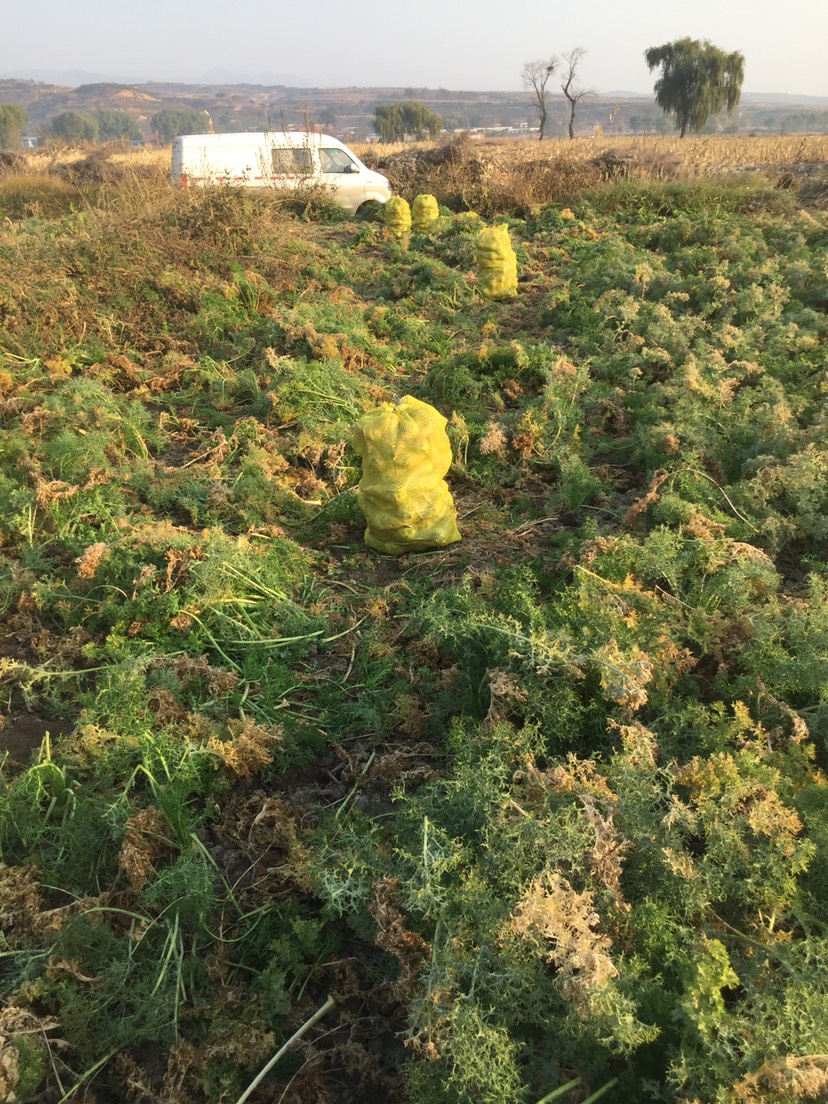又辣又脆的芥菜，基地直发，芥菜味浓，淹芥菜，炒芥菜丝。