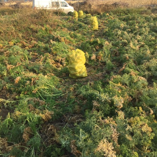 原平市又辣又脆的芥菜，基地直发，芥菜味浓，淹芥菜，炒芥菜丝。