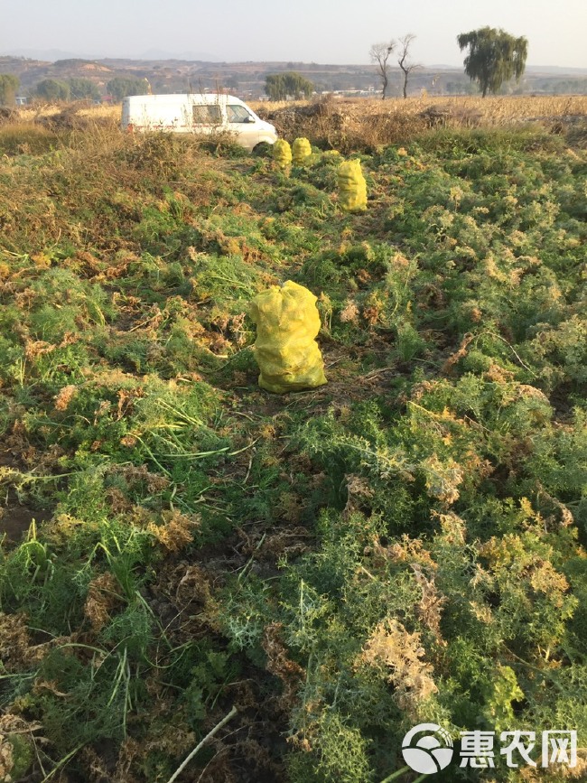 又辣又脆的芥菜，基地直发，芥菜味浓，淹芥菜，炒芥菜丝。