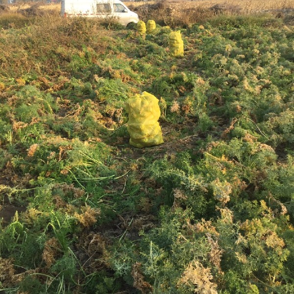 又辣又脆的芥菜，基地直发，芥菜味浓，淹芥菜，炒芥菜丝。