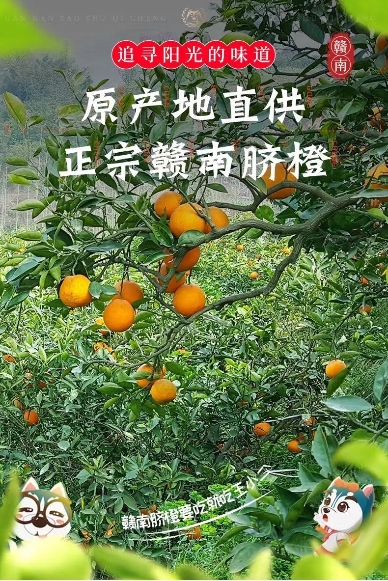 【大减价包邮】江西赣南脐橙新鲜爽甜多汁整箱自家果园现摘现发