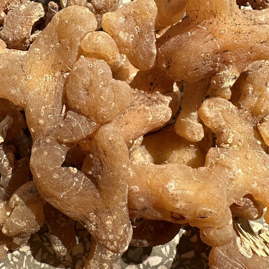 永丰县种植黄精