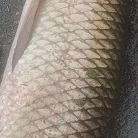 桃源县草鱼