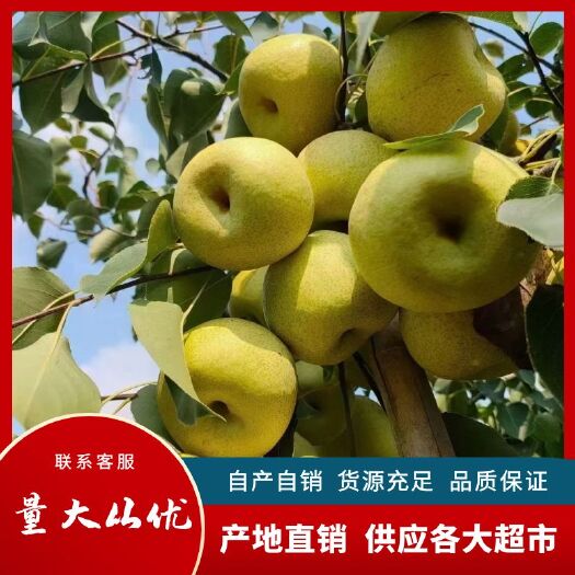砀山县安徽砀山酥梨，产自百年老梨树，产地直销，供应各大超市，批发商