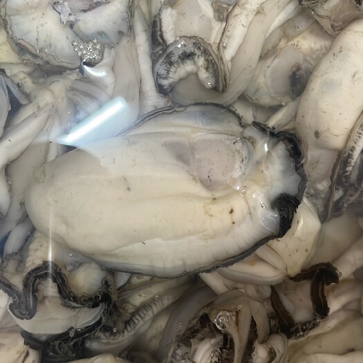 台山市台山白肉蚝