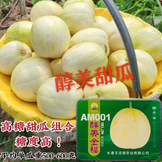 沭阳县丰信恒醇美金福甜瓜种子高糖杂交甜瓜组合皮黄白色甜瓜种籽糖度高