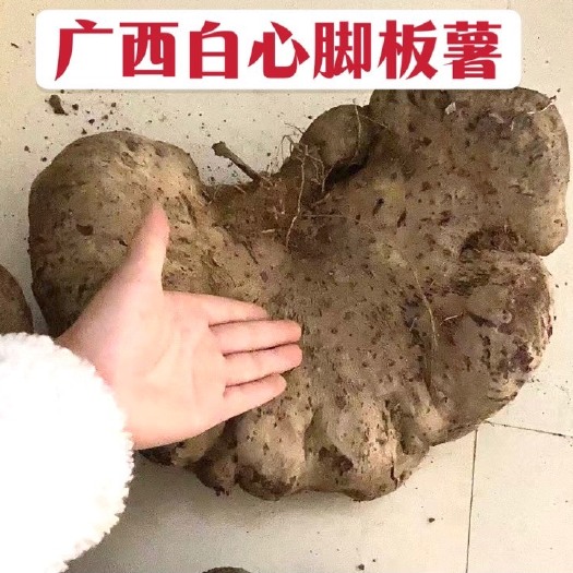 靖西市广西大薯脚板薯白心农家自种野生批发脚板薯包邮