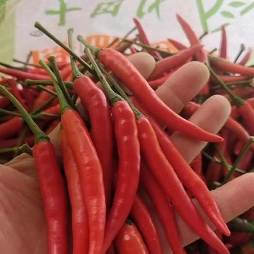 横县大量蔬菜上市