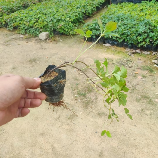 地被植物，