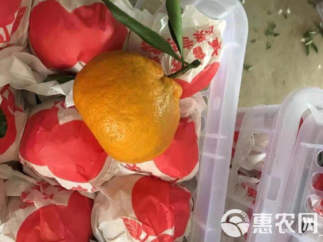 湖北高山大丑橘 顶柑
专业电商供应链 一件代发