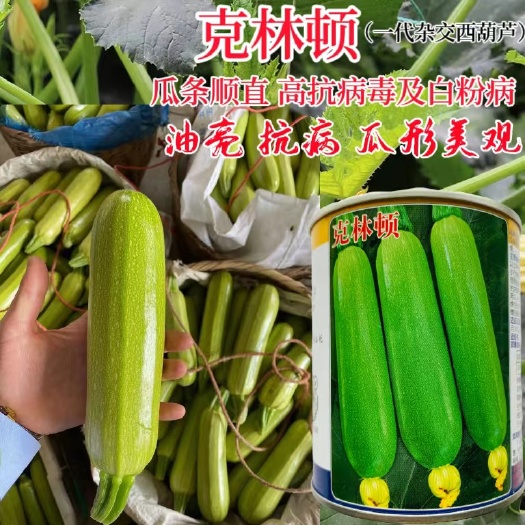 西葫芦种子克林顿西葫芦种子早熟杂交品种光泽度好商品性佳商品
