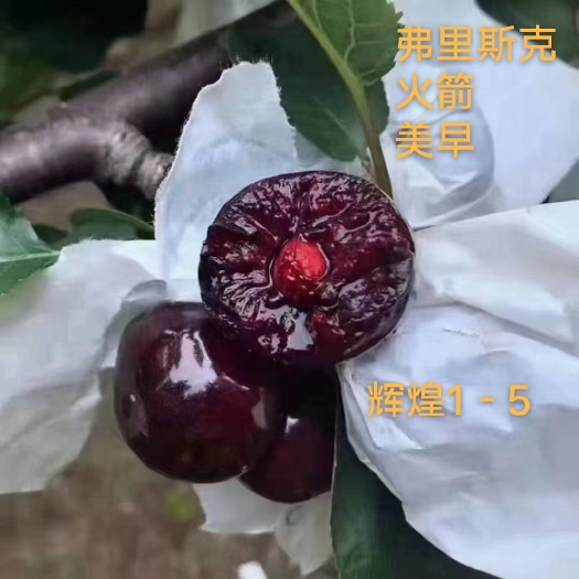 泰安弗里斯克樱桃苗  辉煌1－5车厘子罗亚明和罗亚李，可迪亚