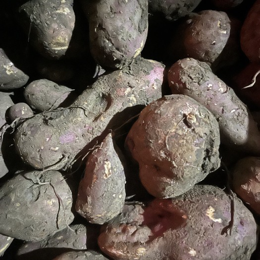 长沙自家种的黄心红薯