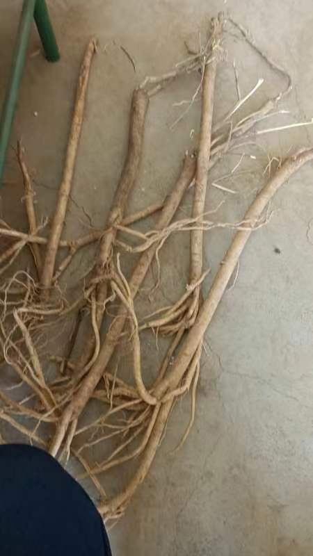 乌中旗内蒙古黄芪，300多亩，正在挖
