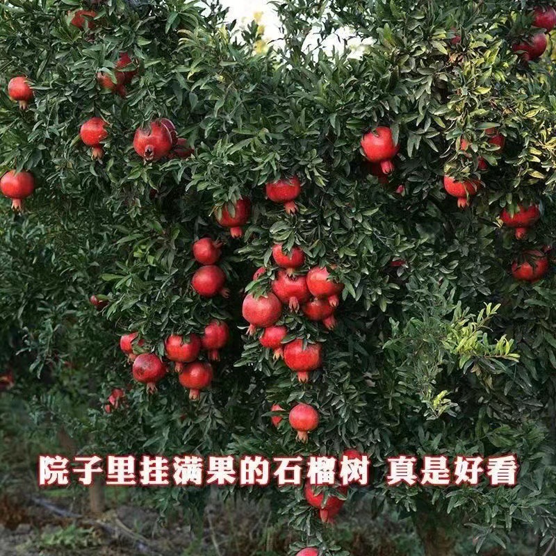 突尼斯软籽嫁接石榴树苗南北方种植基地现挖现发盆栽地栽当年结果