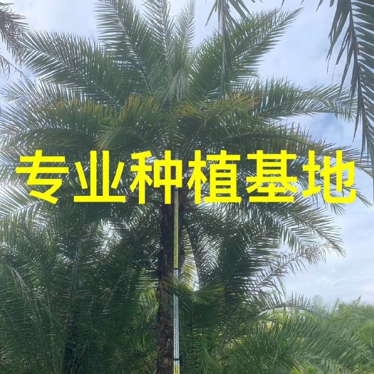 漳州热带植物棕榈树 景观树伊拉克蜜枣场地直销 基地大量批发出售