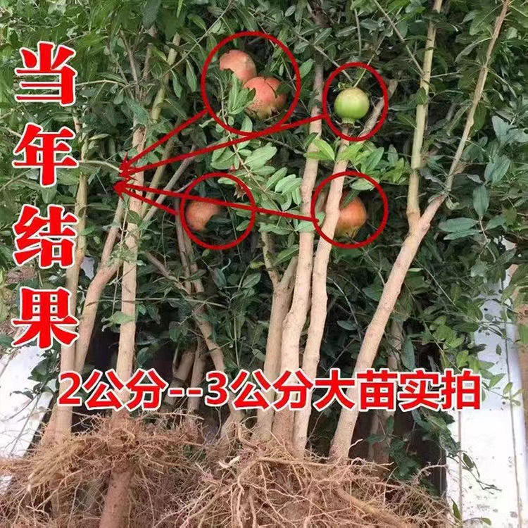 突尼斯软籽嫁接石榴树苗南北方种植基地现挖现发盆栽地栽当年结果