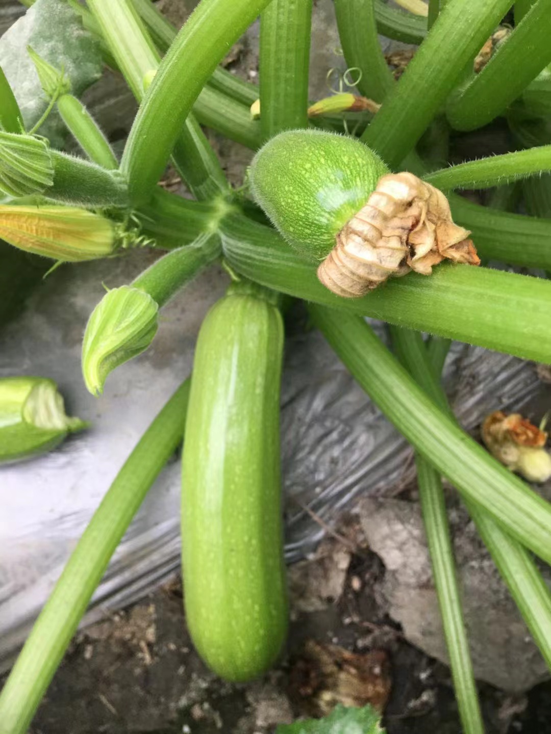 西葫芦种子形态特征图片