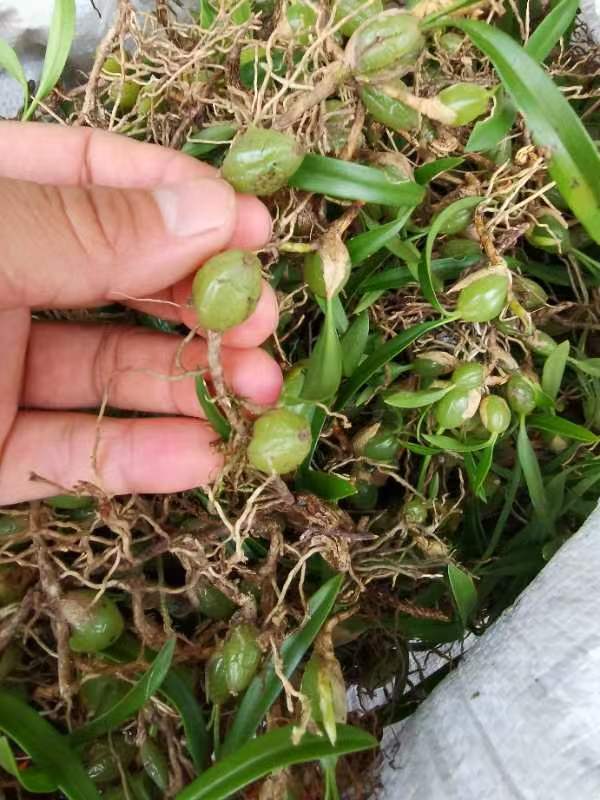 金秀瑶族自治县双叶石橄榄（软叶）
