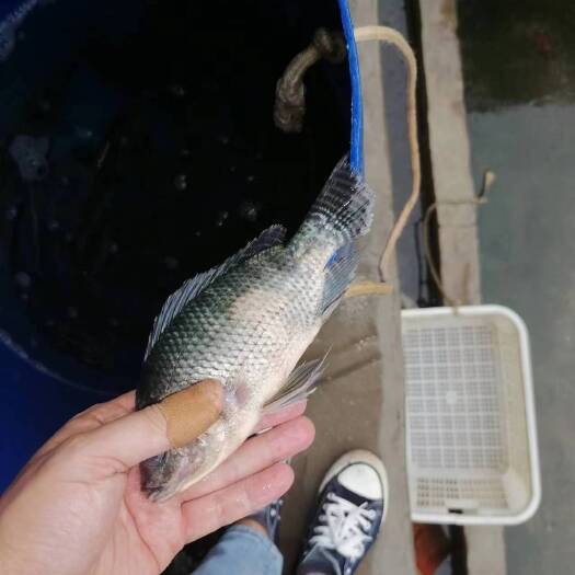 成都罗非鱼