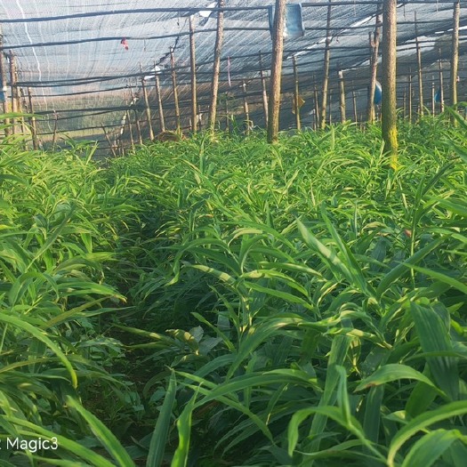 文山市多花黄精苗（高杆不倒苗品种）2年苗