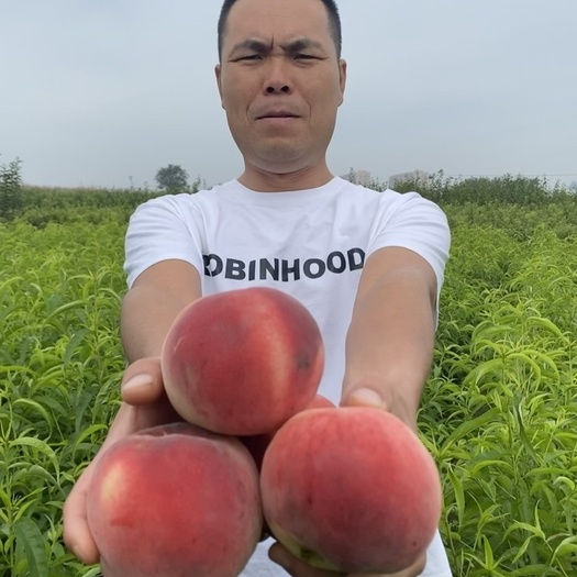 北京九号水蜜桃树苗 中晚熟北京9号桃树 当年结果苗