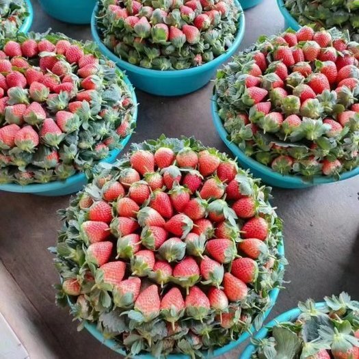 云南永仁县新鲜的奶油甜草莓